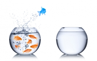 Poisson bleu stratégie océan bleu