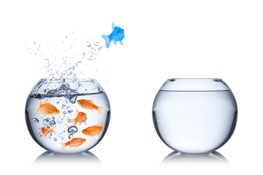 Poisson bleu stratégie océan bleu